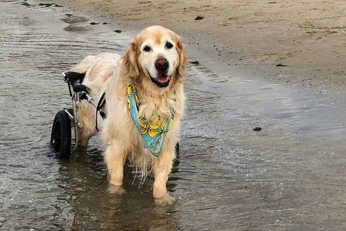 Pet Mobility Aids and Wheelchairs