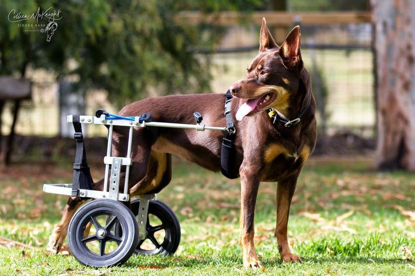 Pet Mobility Aids and Wheelchairs